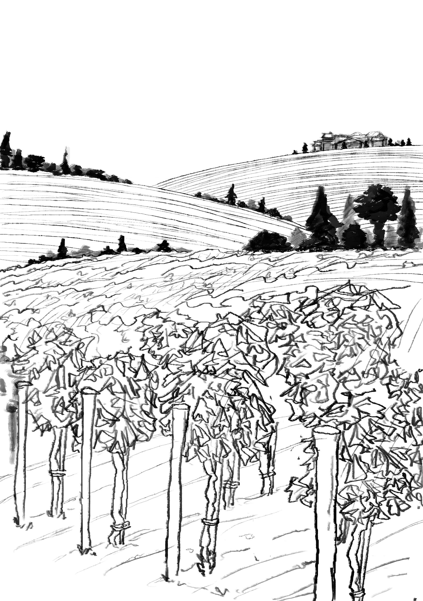 Illustration au trait, rangs de vigne et coteaux